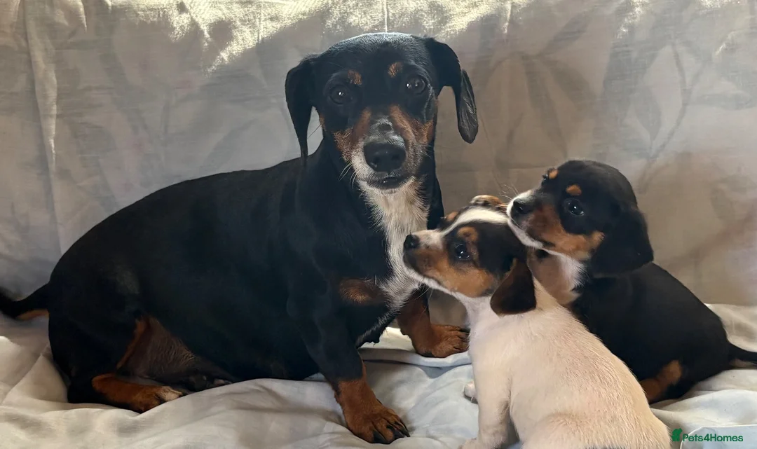 Jack Russell dogs for sale: Miniature Jack Russell puppies  - Advert 16