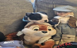 Boston Terrier dogs for sale: Boston Terrier 5* puppies - Image 6