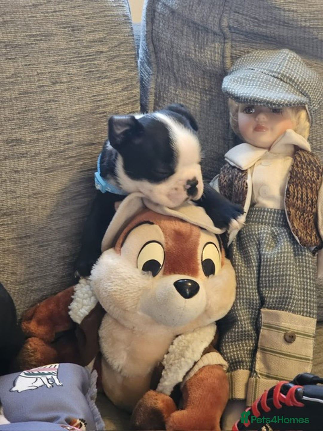 Boston Terrier dogs for sale: Boston Terrier 5* puppies - Image 6
