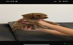 Poochon dogs for sale: STUNNING POOCHON - Image 11