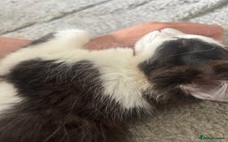 Norwegian Forest Cat cats for sale: Kitten with full set up - Image 3