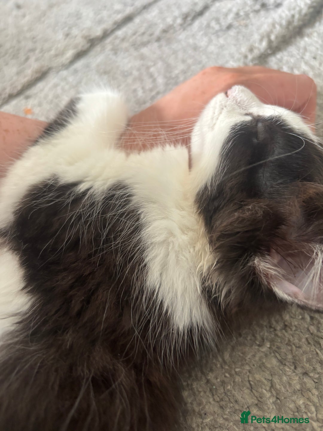 Norwegian Forest Cat cats for sale: Kitten with full set up - Image 3