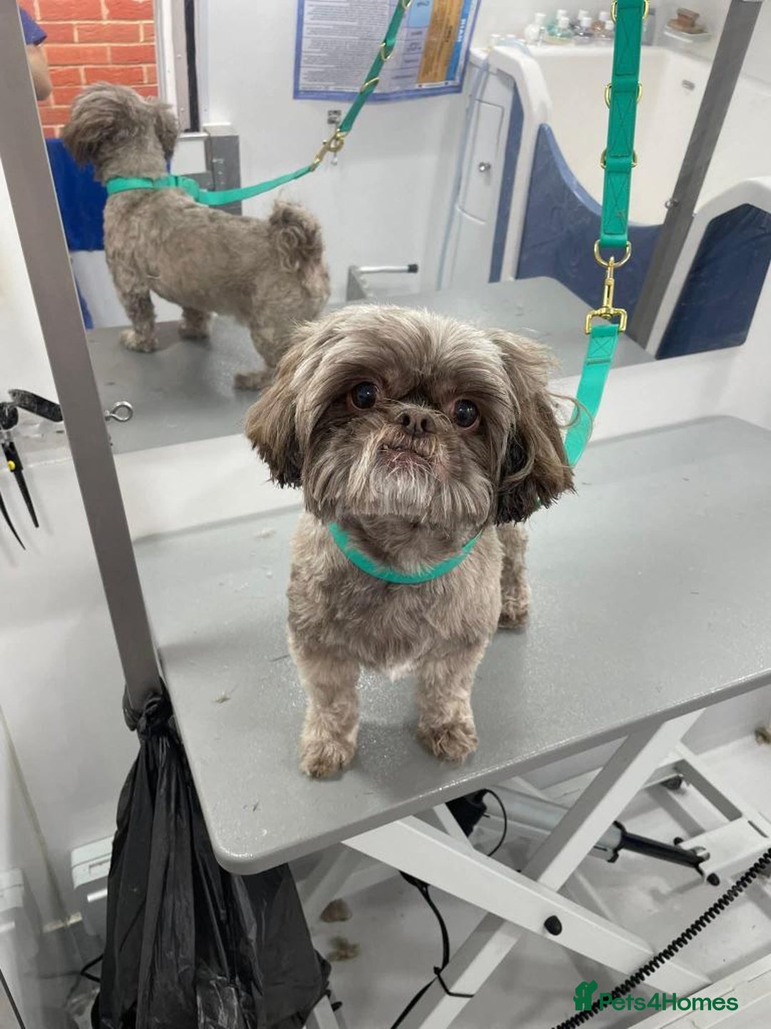 Shih Tzu dogs for sale: Male Shih tzu - Advert 1