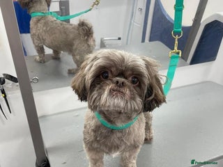 Shih Tzu dogs Male Shih tzu - Advert 9