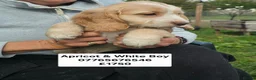 Cockapoo dogs for sale: Quality Cockapoo Puppies Homebred Domestic Licence - Advert 7