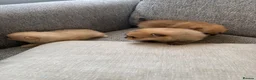 Pomeranian dogs for sale: Pomeranian puppies for sale - Advert 24