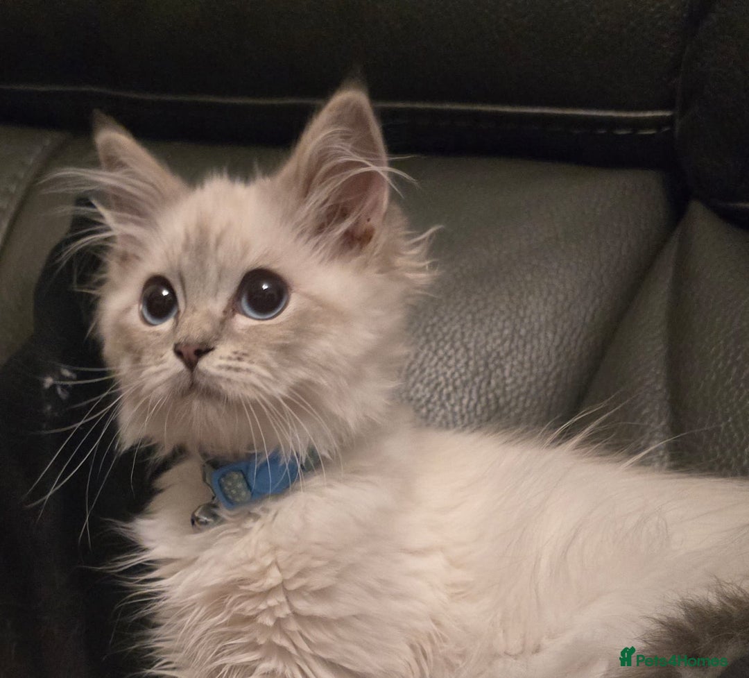 Ragdoll cats for sale: Ragdoll 6 months old - Image 1
