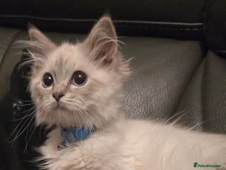 Ragdoll cats - Advert 11