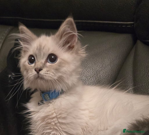 Ragdoll cats - Advert 7