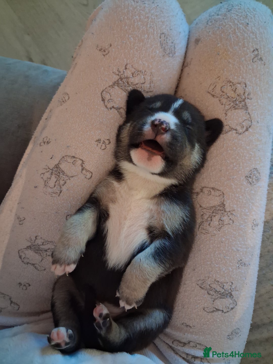 Mixed Breed dogs for sale: Agouti Husky Cross puppies  - Advert 12