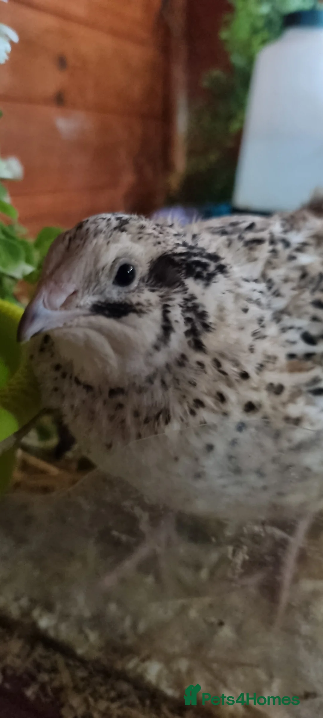 Quail poultry for sale: Coturnix quail chics and hatching eggs  - Advert 13