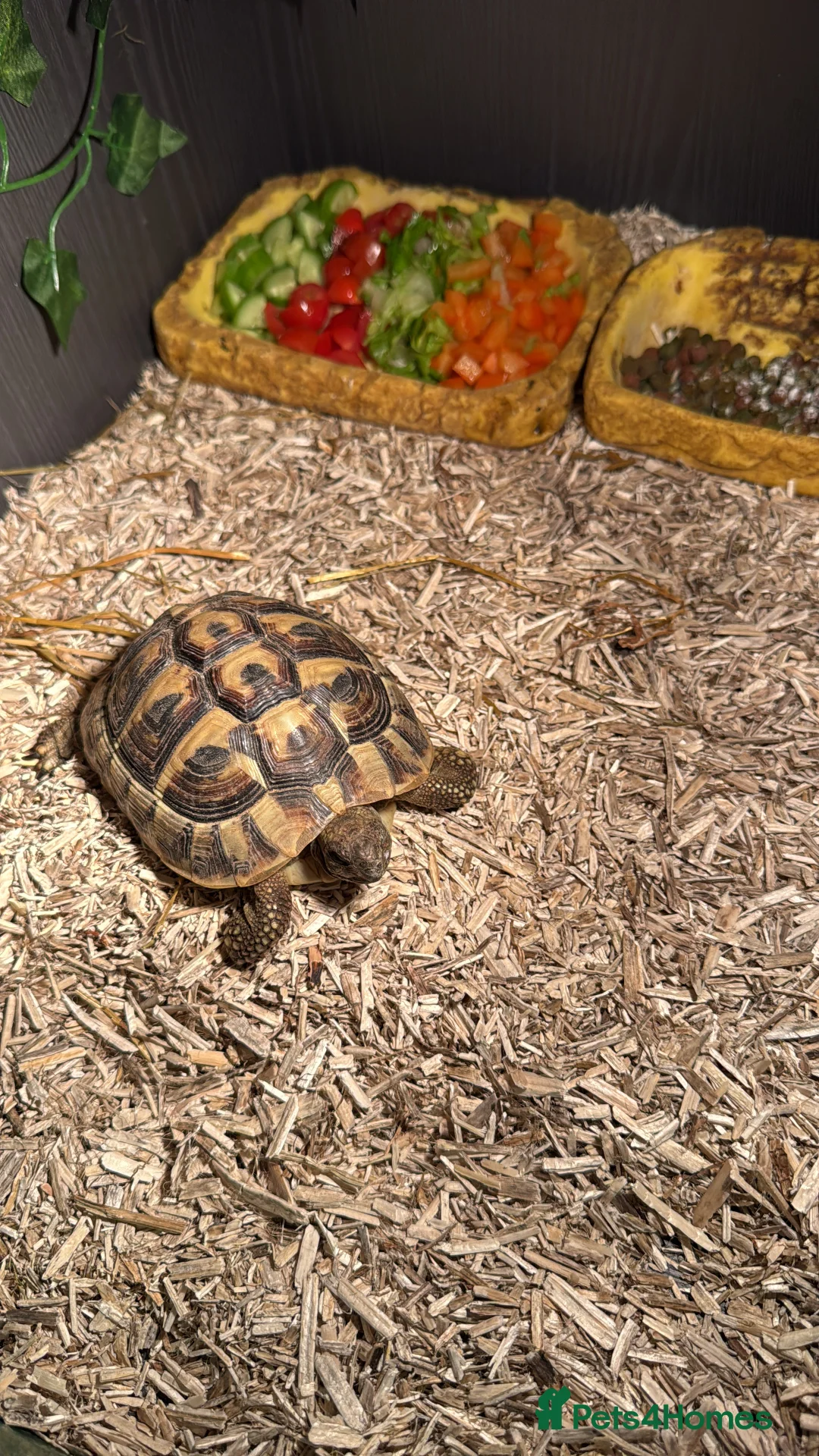Hermann Tortoise reptiles for sale: Herman Tortoise - Advert 1
