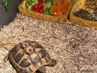 Hermann Tortoise reptiles Herman Tortoise - Advert 2