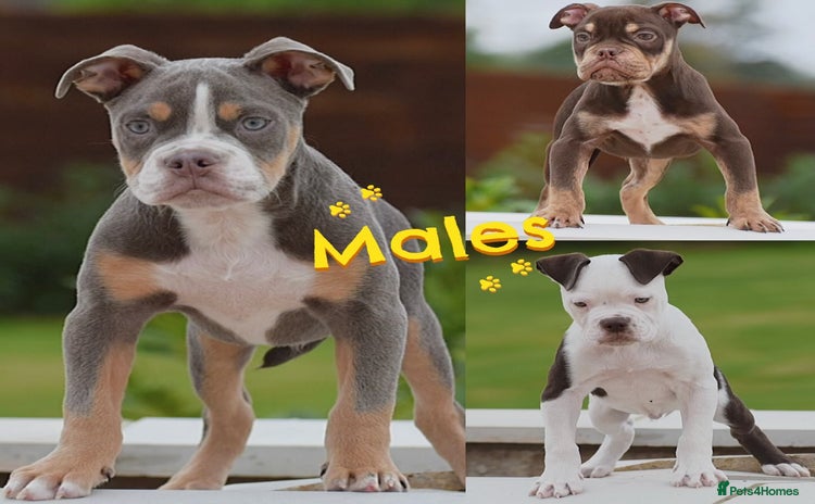 Old Tyme Bulldog dogs - Advert 3
