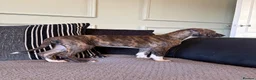 Mixed Breed dogs for sale: 🐾 Rhodesian Ridgeback x Bull Lurcher Puppies 🐾 - Advert 15