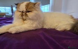 Persian cats for sale: Beautiful Persian Queen for Loving forever home - Image 4