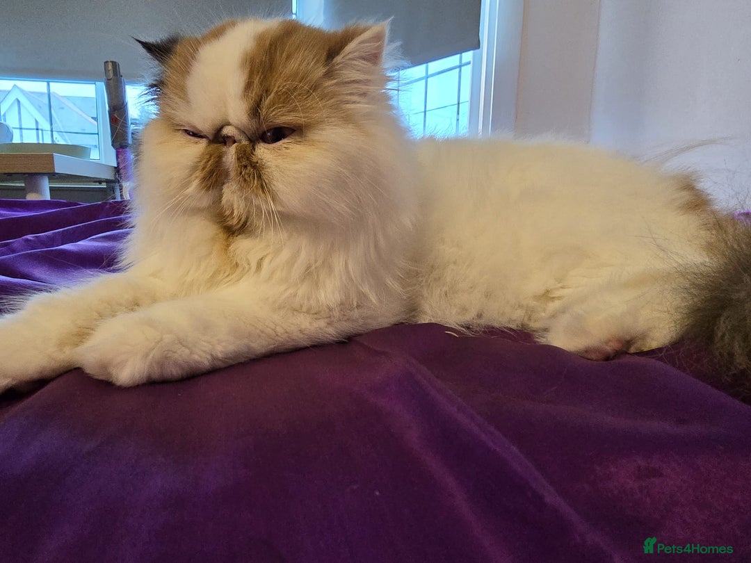 Persian cats for sale: Beautiful Persian Queen for Loving forever home - Image 4