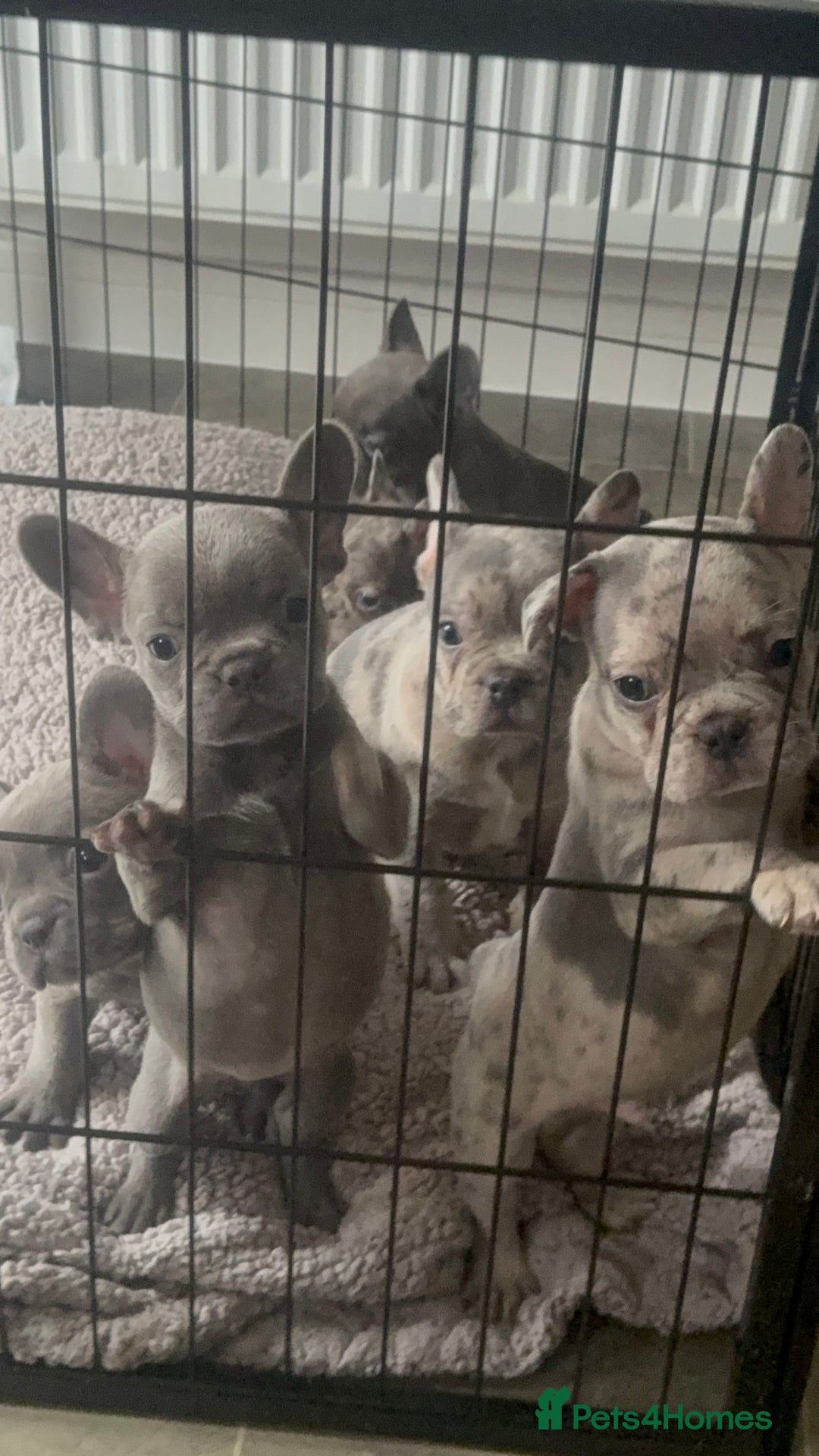 French Bulldog dogs for sale: Lilac blue eyed litter of 6. DWKC registered  - Image 3