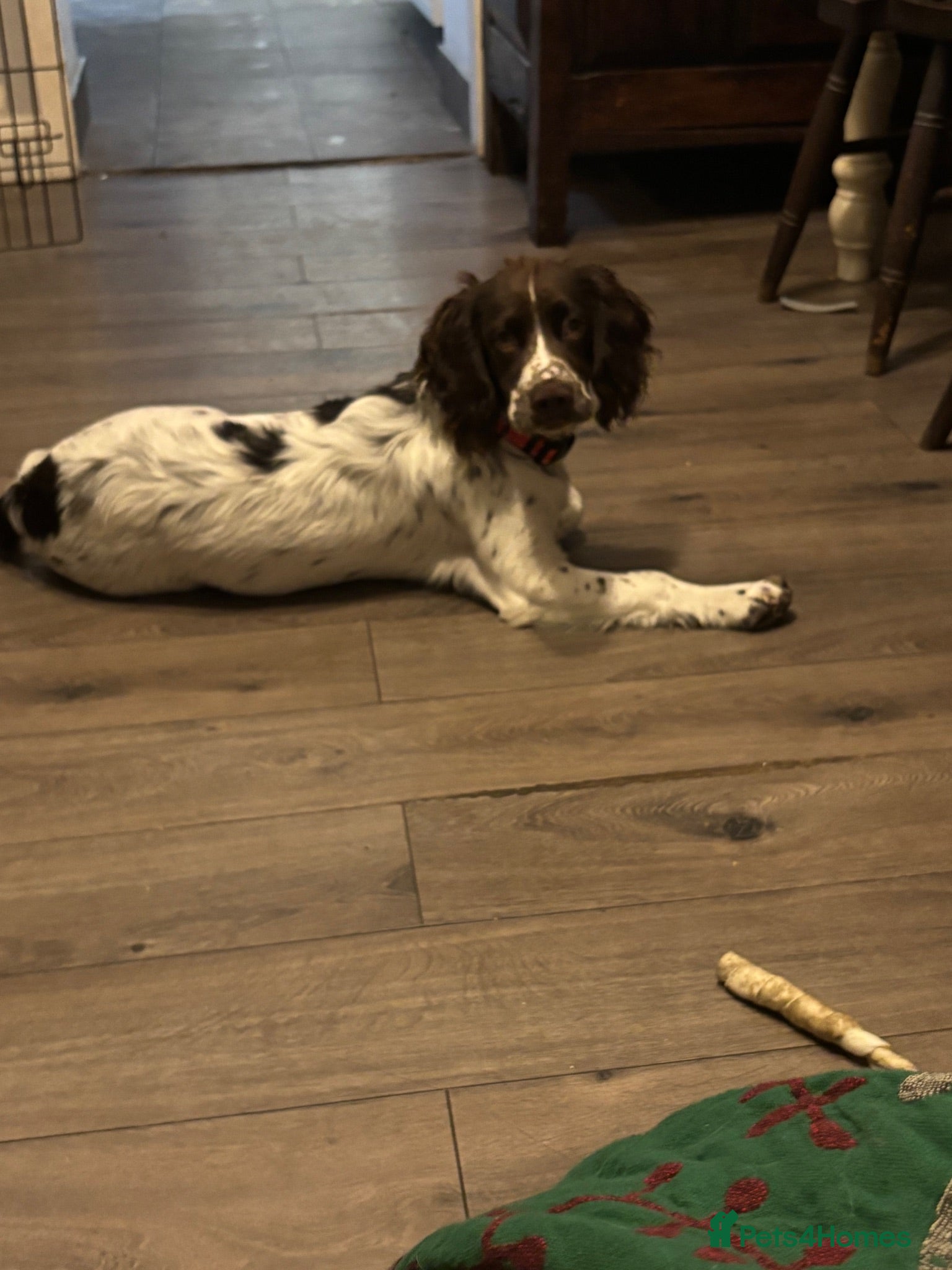 Cocker Spaniel dogs Louie - working cocker spaniel - 8 months old  - Advert 10