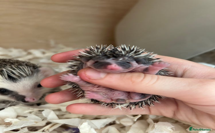 Pygmy Hedgehog rodents - Advert 1