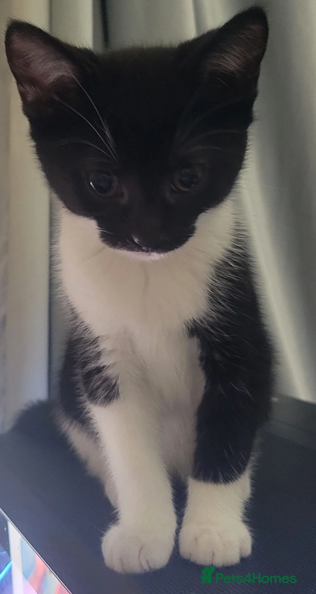 Domestic Shorthair cats for sale: From 7 beautiful kittens to 1 left - Advert 40