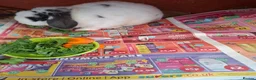 English Lop rabbits for sale: Robbie Rabbit Male Rabbit Lop...very calm. in Brentwood - Advert 3