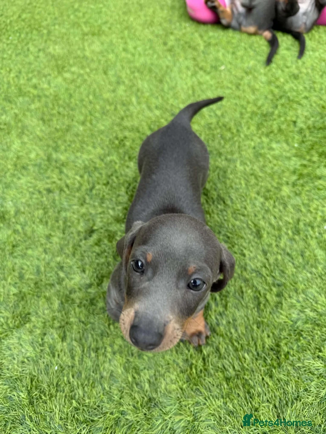 Miniature Dachshund dogs for sale: Beautiful blue and tan miniature Dachshund puppies - Advert 5