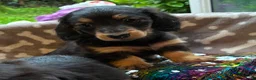 Miniature Dachshund dogs for sale: Two female LH MINI DACHSHUND pups PRA CLEAR ,  - Advert 12