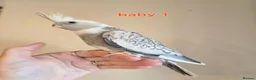 Cockatiels birds for sale: 3 white & grey pearl cockatiels  - Advert 2