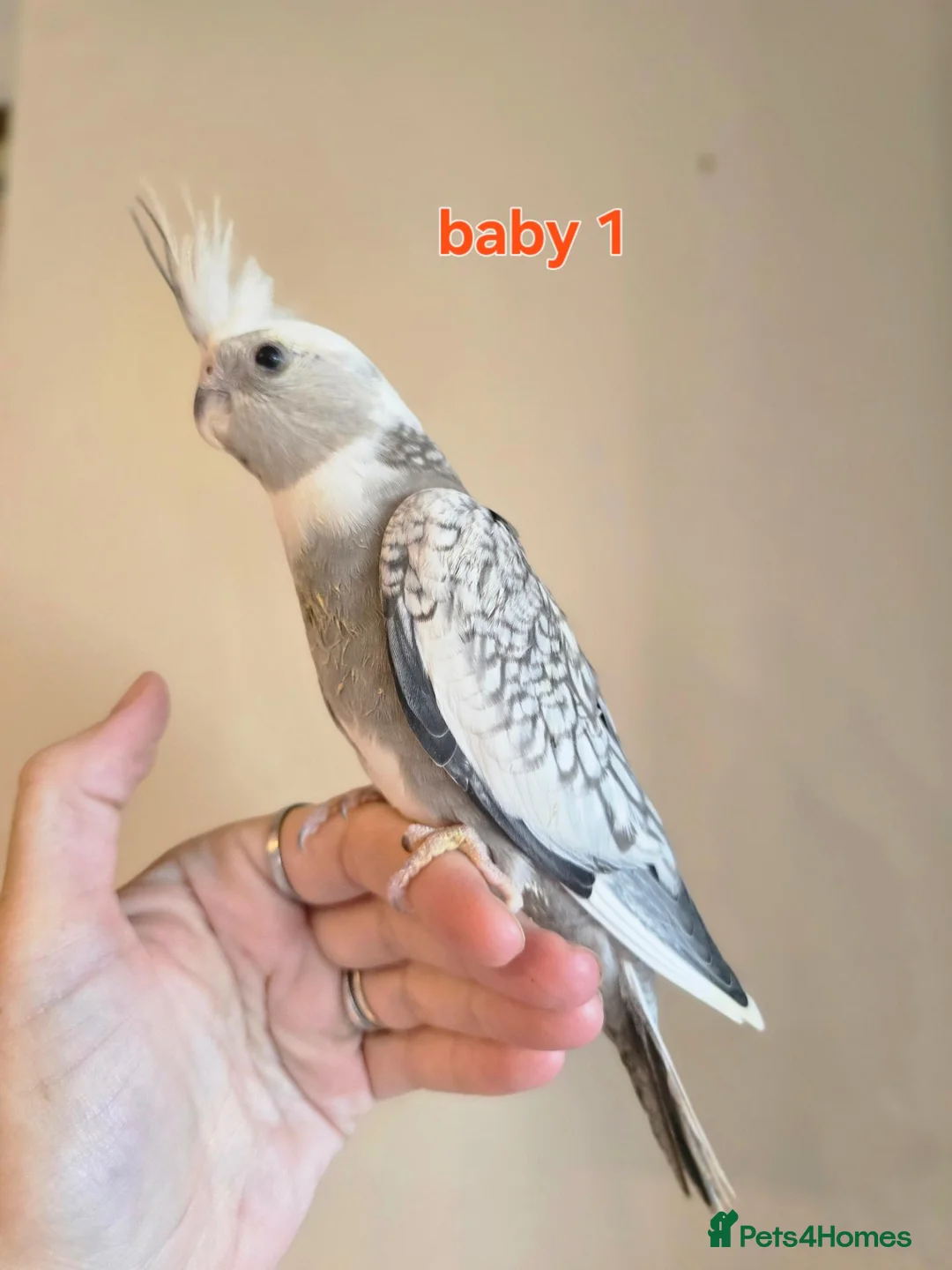 Cockatiels birds for sale: 3 white & grey pearl cockatiels  - Advert 2