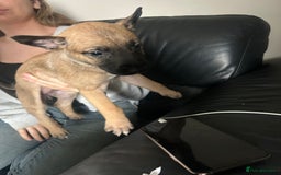 Belgian Shepherd Dog dogs for sale: Belgian Malis for sale  - Image 7