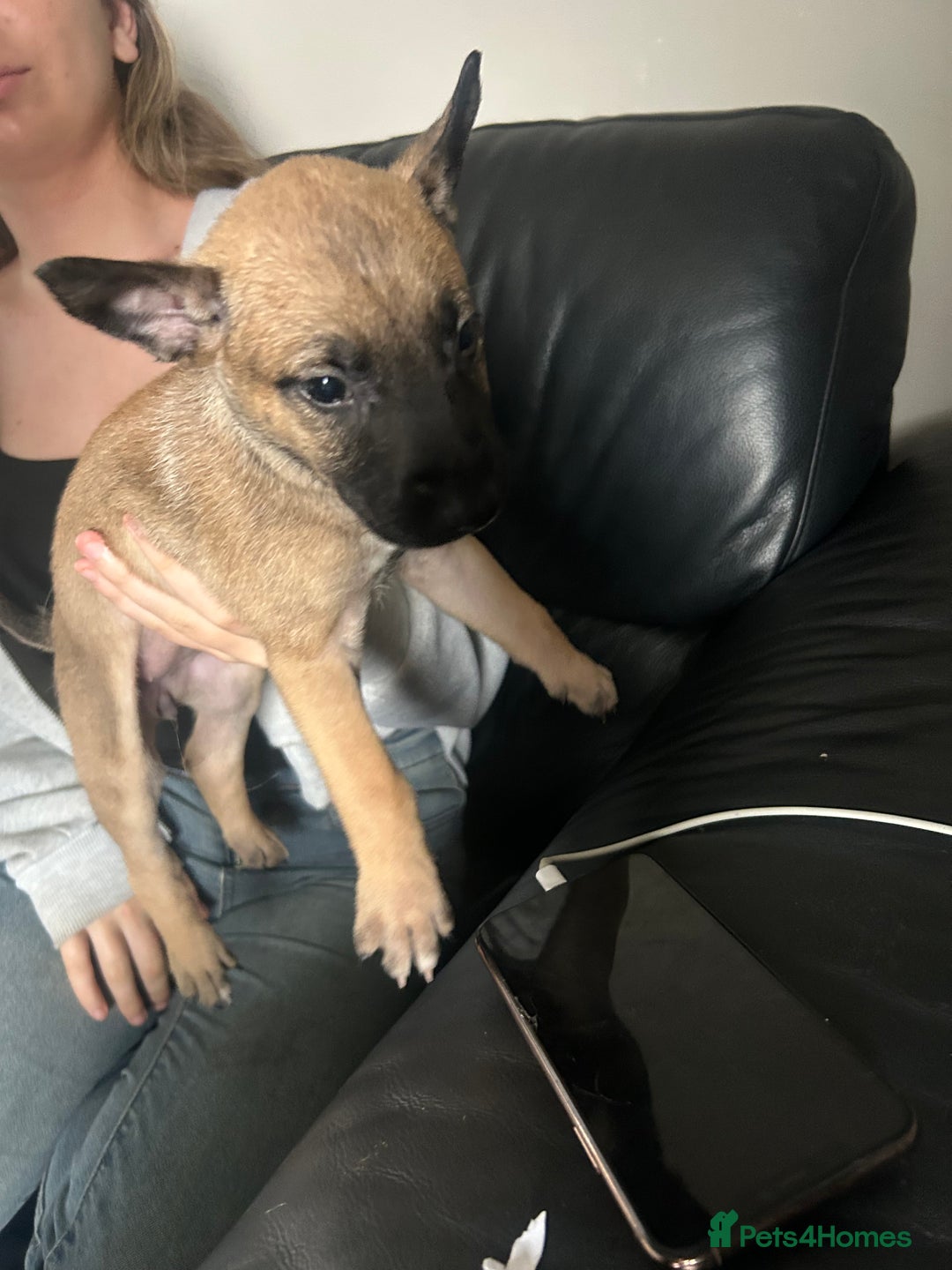 Belgian Shepherd Dog dogs for sale: Belgian Malis for sale  - Image 7