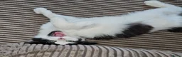 Mixed Breed cats for adoption: Bonded Rescue Kittens Looking for a Forever Home - Advert 8