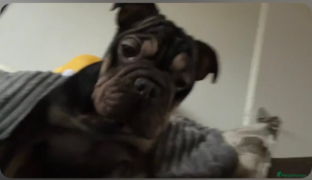 French Bulldog dogs for sale: Rehoming this beautiful frenchie cross old English - Advert 3