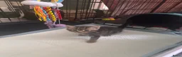 Mixed Breed cats for sale: 🐾 Beautiful male part Maine Coon Cross Kitten in Portsmouth - Advert 9