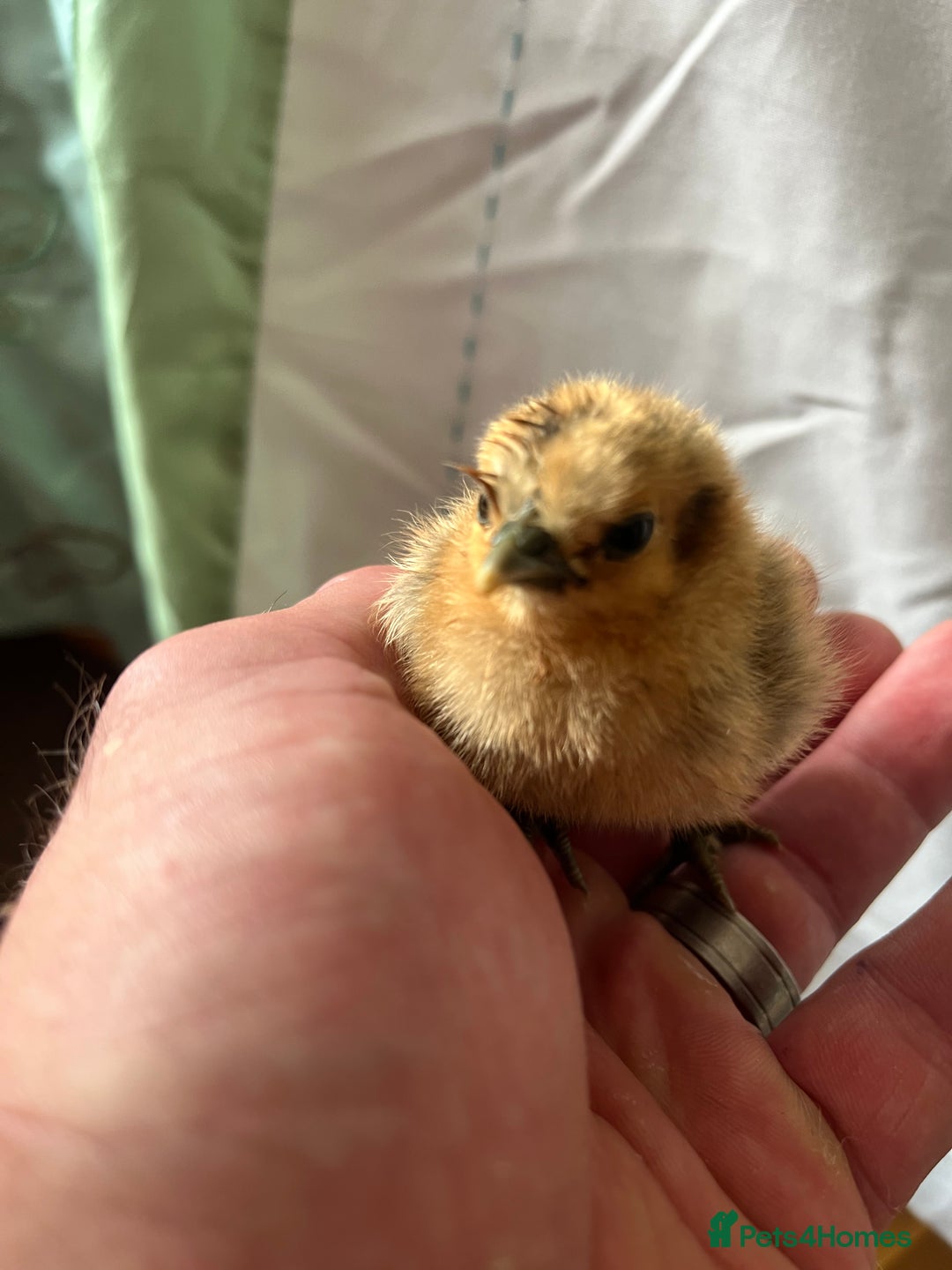 Chickens poultry for sale: Silkie Chicks for sale - Image 1
