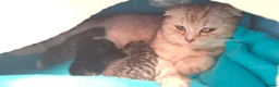 Mixed Breed cats for sale: Scottish fold / straight kittens  - Advert 12