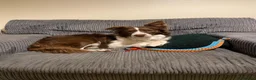 Border Collie dogs for sale: Border collie pups for sale in Barnsley - Advert 6