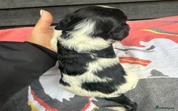 Cocker Spaniel dogs for sale: Cocker puppy 1 bitch left 3 boys  - Image 14