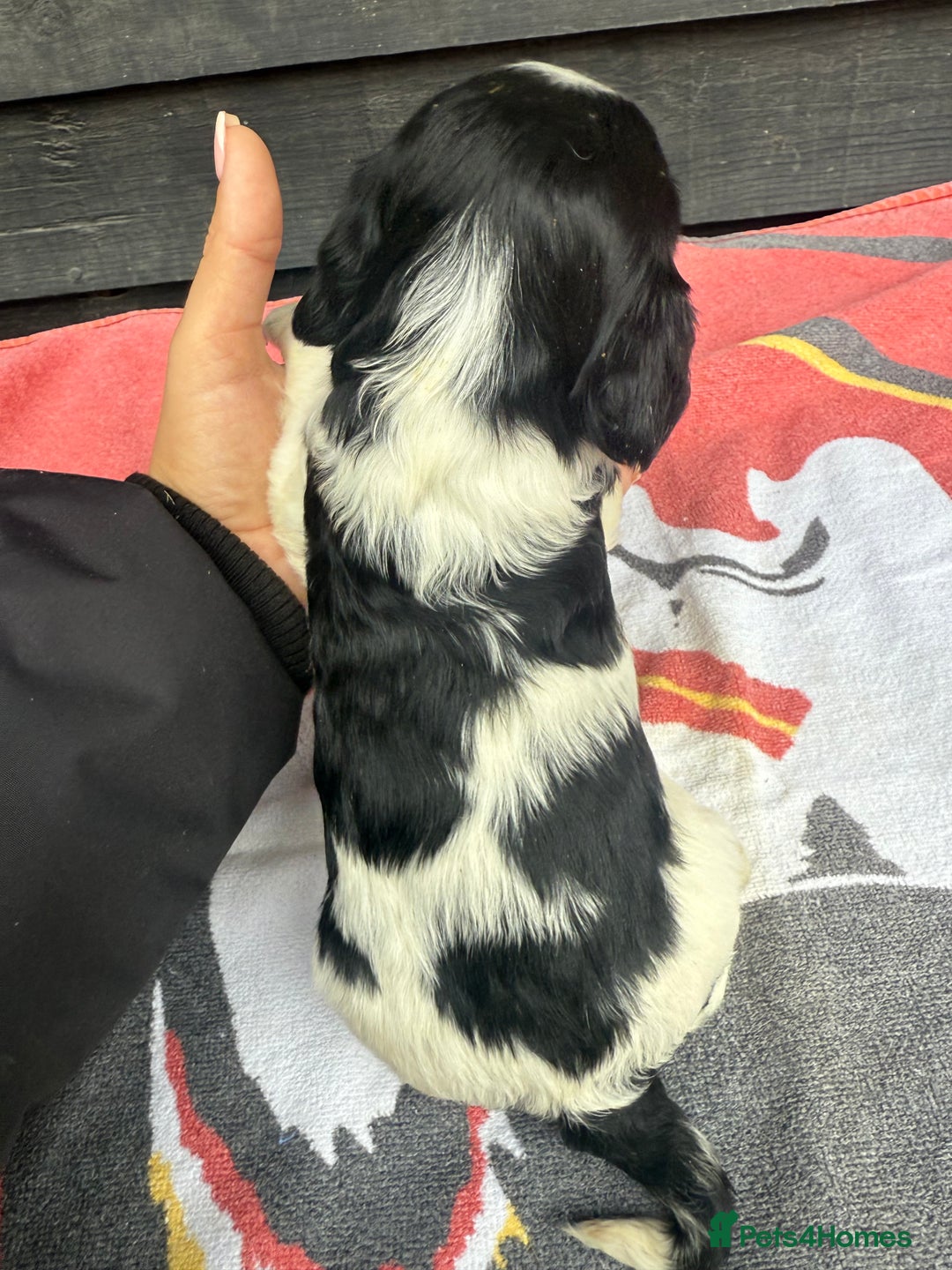 Cocker Spaniel dogs for sale: Cocker puppy 1 bitch left 3 boys  - Image 14