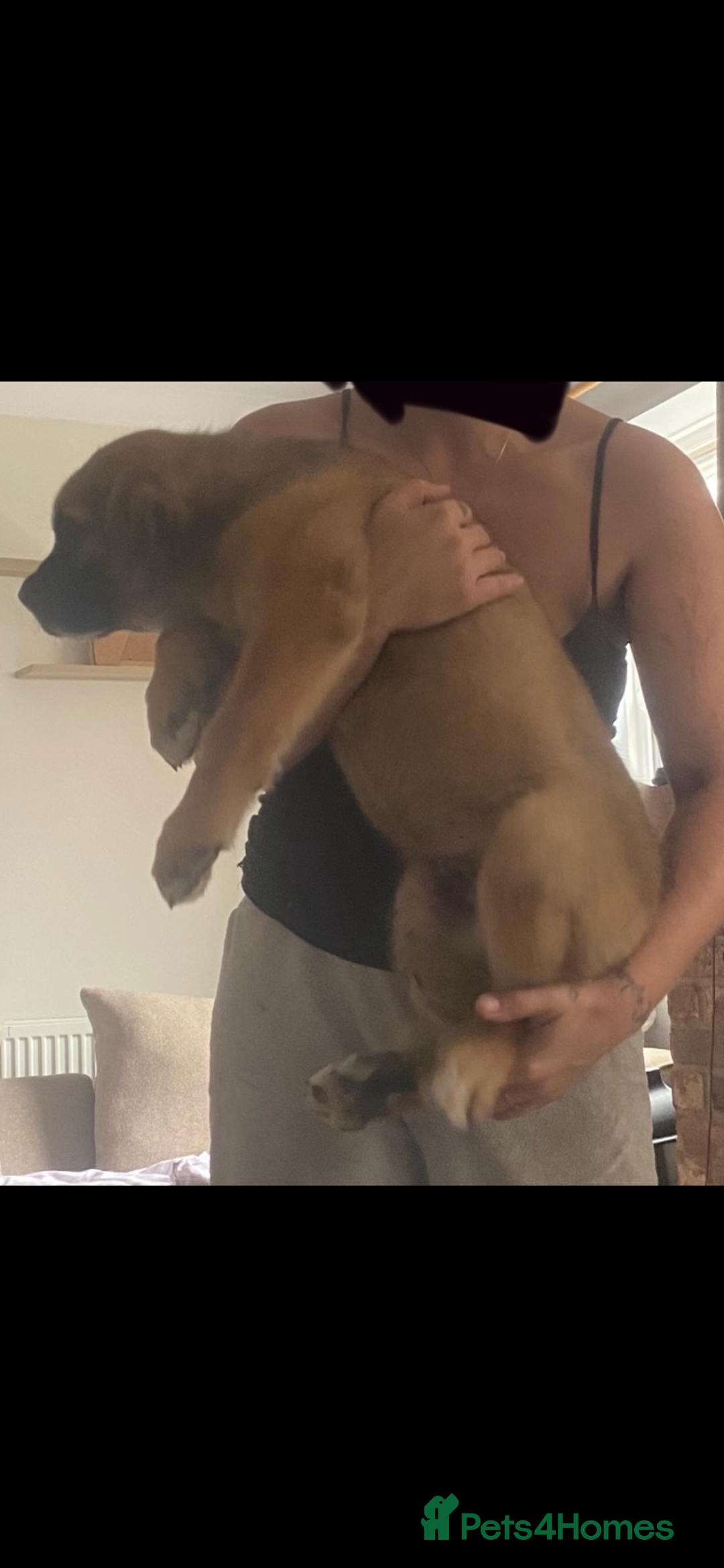 Mixed Breed dogs for sale: Cane corso X Alaskan malamute surprise litter  - Image 2