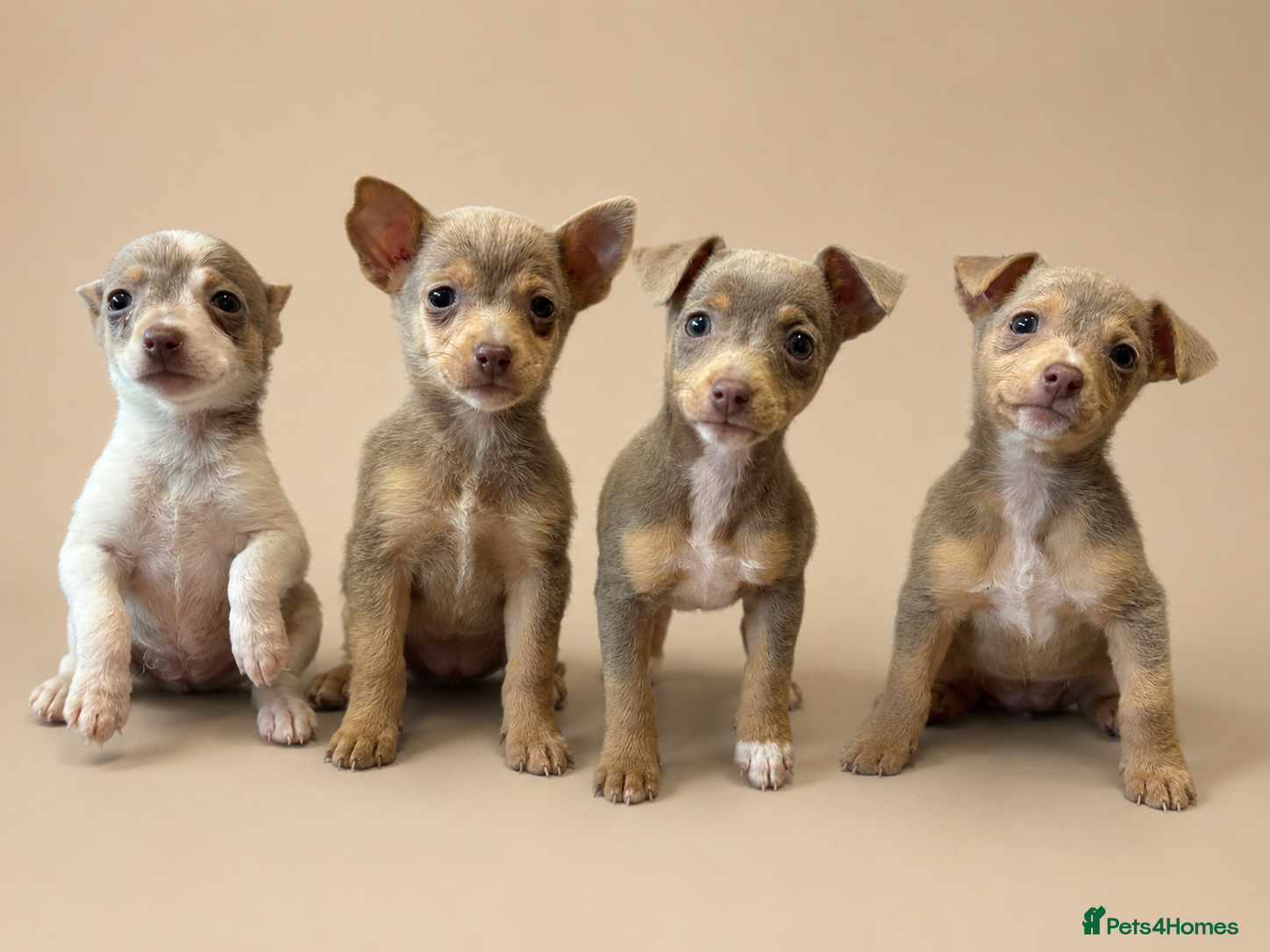 Jack Russell dogs Mini Lilac and Tan Jack Russell Pups 💜 - Advert 9