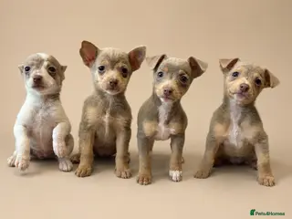 Jack Russell dogs Mini Lilac and Tan Jack Russell Pups 💜 - Advert 9