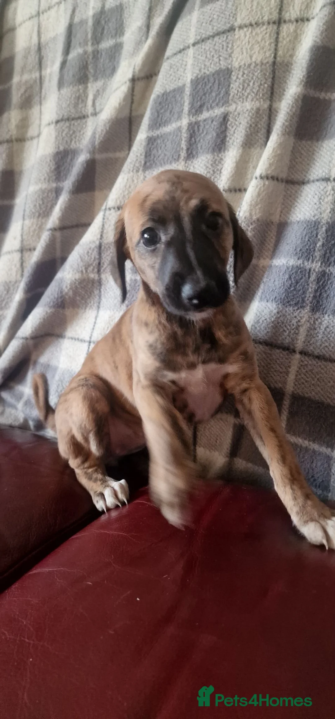 Mixed Breed dogs for sale: Whippet X Lurcher Puppies - Advert 35