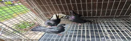 Pigeons birds for sale: Mix pigeons  in Hereford - Advert 9