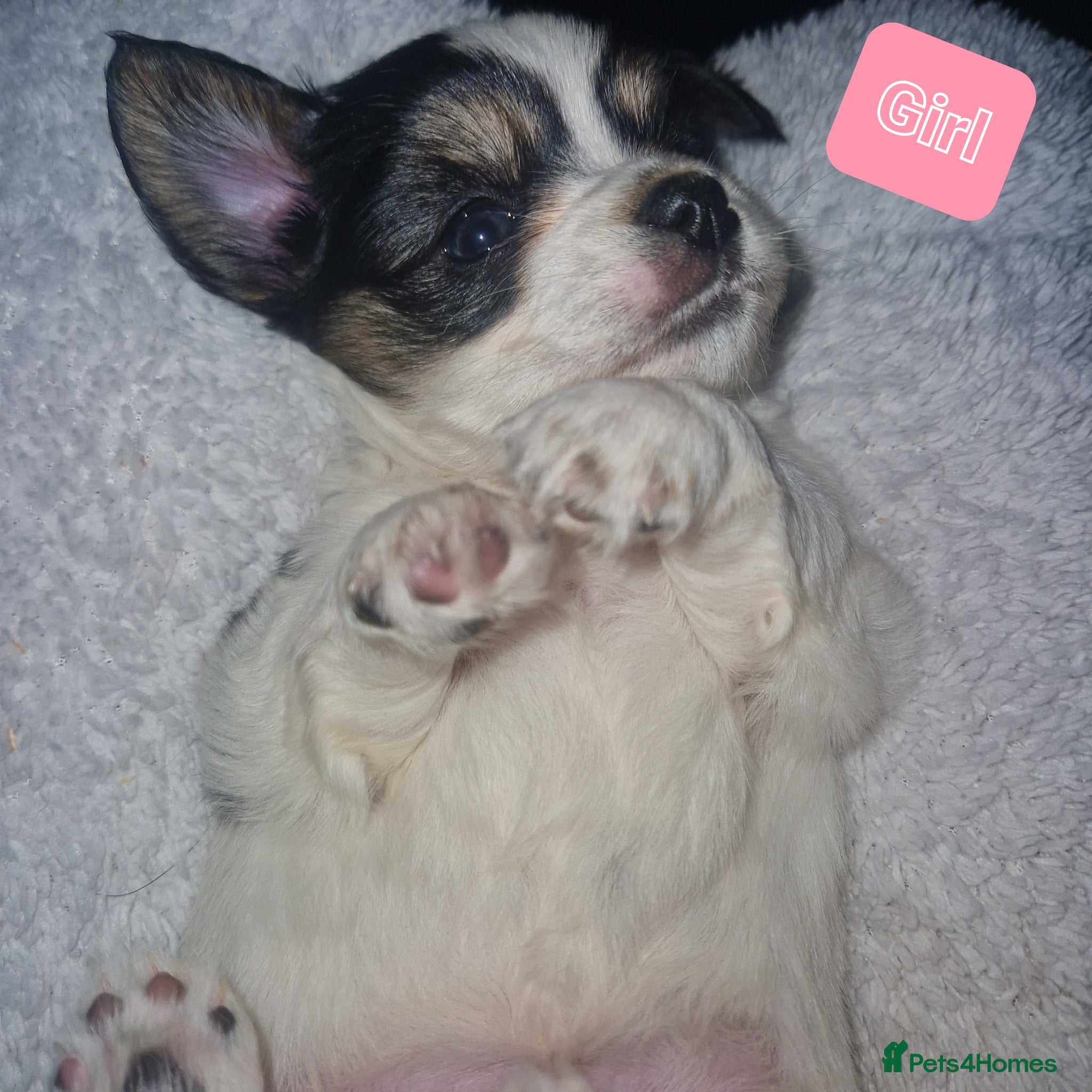 Chihuahua dogs Beautiful puppies for sale - Advert 4