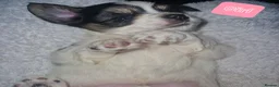 Chihuahua dogs for sale: Beautiful puppies for sale in Diss - Advert 1
