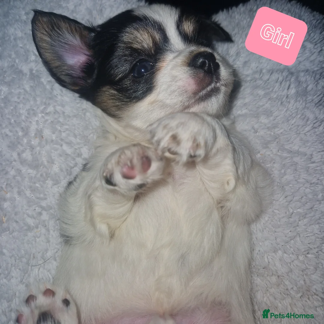 Chihuahua dogs for sale: Beautiful puppies for sale in Diss - Advert 1