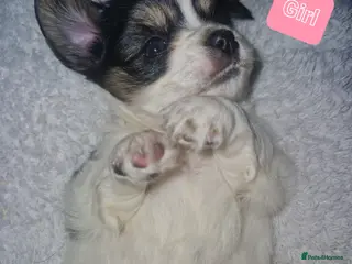 Chihuahua dogs Beautiful puppies for sale - Advert 1