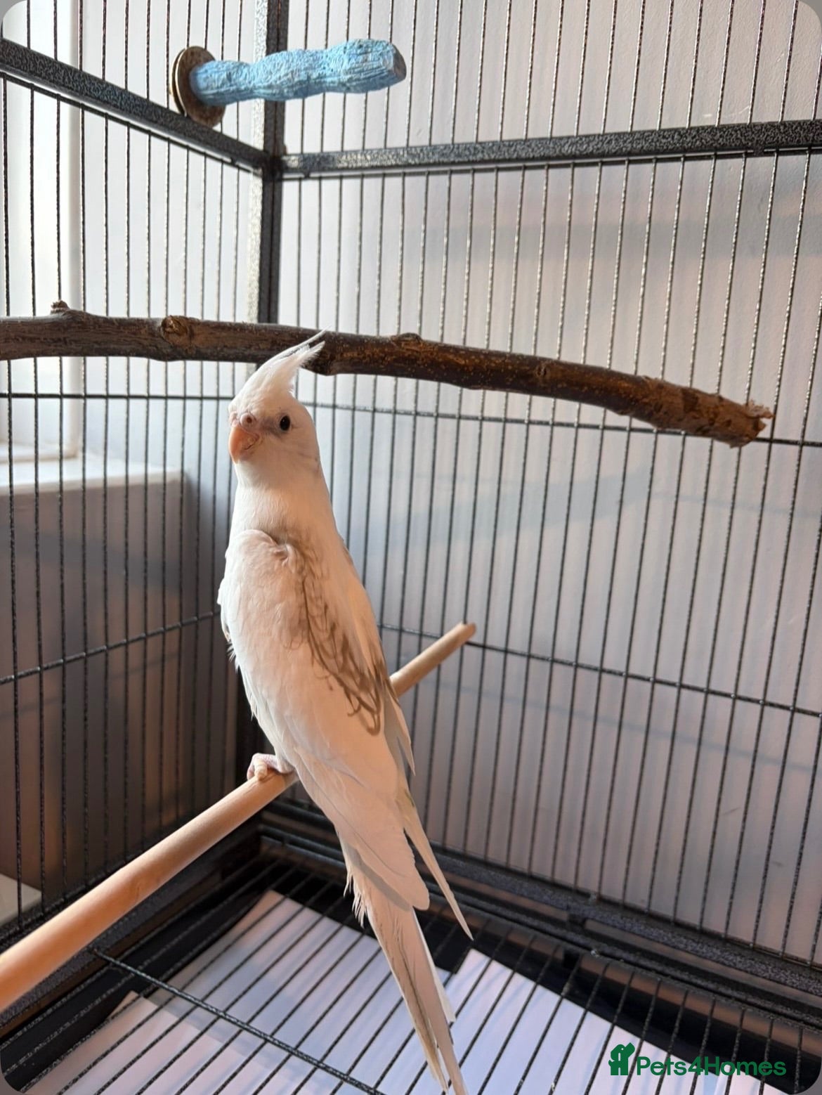 Cockatiels birds BEAUTIFUL RARE COCKTIEL FOR SALE!! - Advert 1